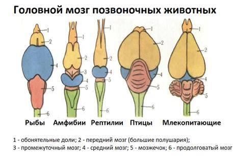 Выполните практическую работу на бланке для домашних заданий. Практическая работа №6 Сравнение строе