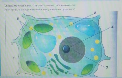 Определите и подпишите на рисунке основные компоненты клетки: (текст писать внизу картинки, укажи ци