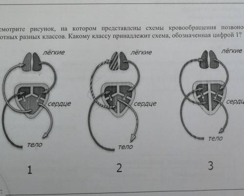 ХЕЛП ХЕЛП Рассмотрите рисунок, на котором представлены схемы кровообращения позвоночных животных раз