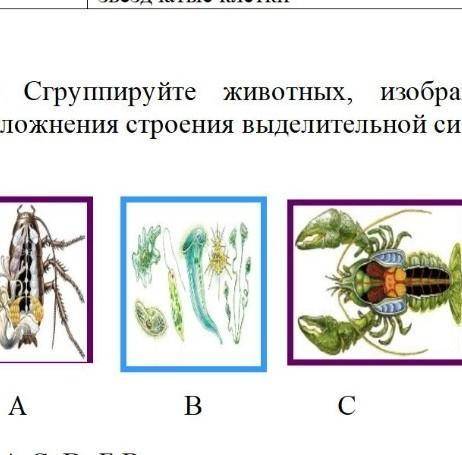 б) Сгруппируйте животных, изображенных на рисунках, в порядке усложнения строения выделительной сист