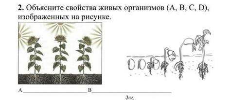 Задание 2 Объясните свойства живых организмов (А, В, С, D), изображенных на рисунке