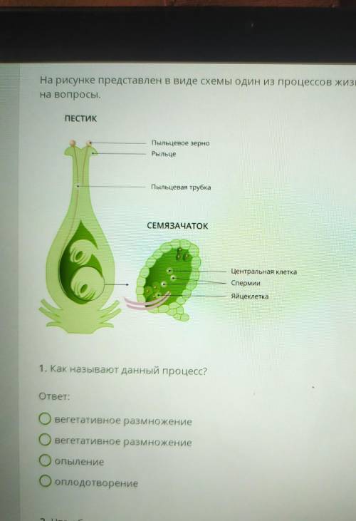 1. Как называют данный процесс? ответ:вегетативное размножениевегетативное размножениеОпылениеоплодо