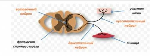 Ниже показана рефлекторная дуга а)Какой нейронов показано под цифрой 1? б) Какую функцию выполняет д