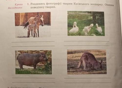 Кроки дослідника:1. Роздивись фотографії тварин Київського зоопарку. Опишиповедінку тварин.​