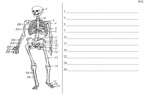 Внимательно рассмотрите строение скелета человека и напишите названий костей отмеченные цифрами: