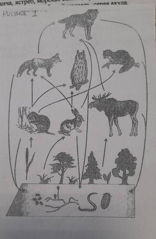 Рпссмотрите рисунок 1, на котором представлено пастбещная пищевая сеть. Укажите, какие звенья предст