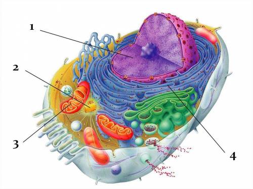 Биология 7 Установіть відповідність між номером, яким позначено органели клітини на малюнку та їх на
