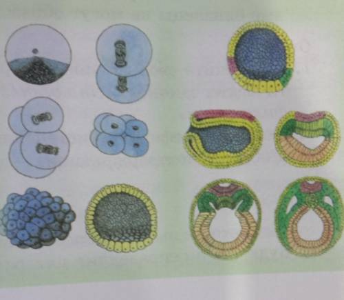 Рассмотрите рисунок. Определите, какие стадии развития эмбриона на нем изображены.​