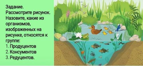 ВСЕ РЕДУЦЕНТЫ, ВСЕ КОНСУМЕНТЫ И ПРОДУЦЕНТЫ(P.S я от )​