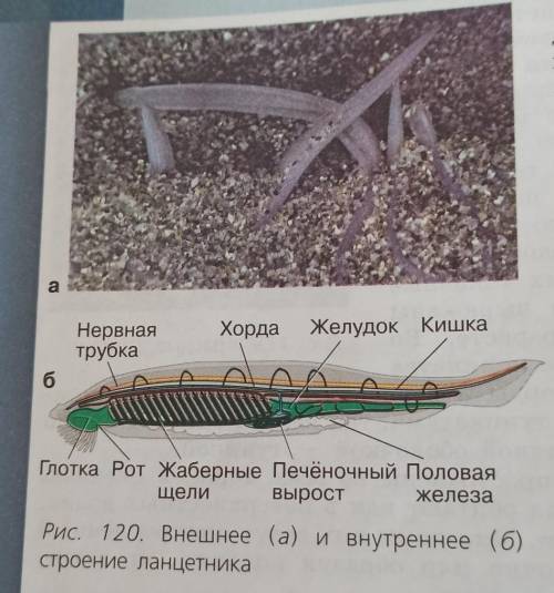 Используя рисунок 120 составьте план ответа об особенностях строения и образа жизни ланцетников​