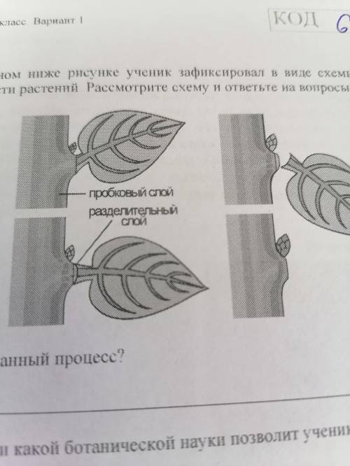 1.1 как называется данный процесс 1.2 знание в области какой ботанический науки позволит ученику изу