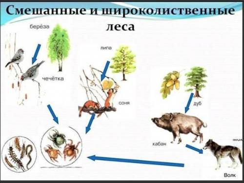 Опишите поток энергии и вещества в экологической пирамиде леса ( 5- 7 предложений)​