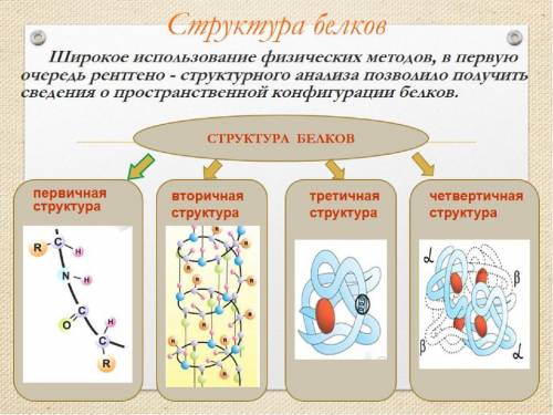 Билет N1Белки, их строение, свойства и функции,​