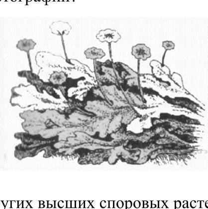 5. К какой группе относится растение, фрагмент которого представлен на фотографии? 1) Водоросли 2) M