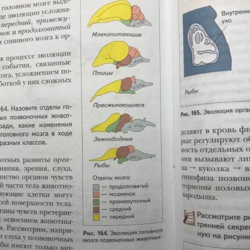 Рассмотрите рисунок 164. Назовите отделы головного мозга у разных позвоночных животных. Запишите в т