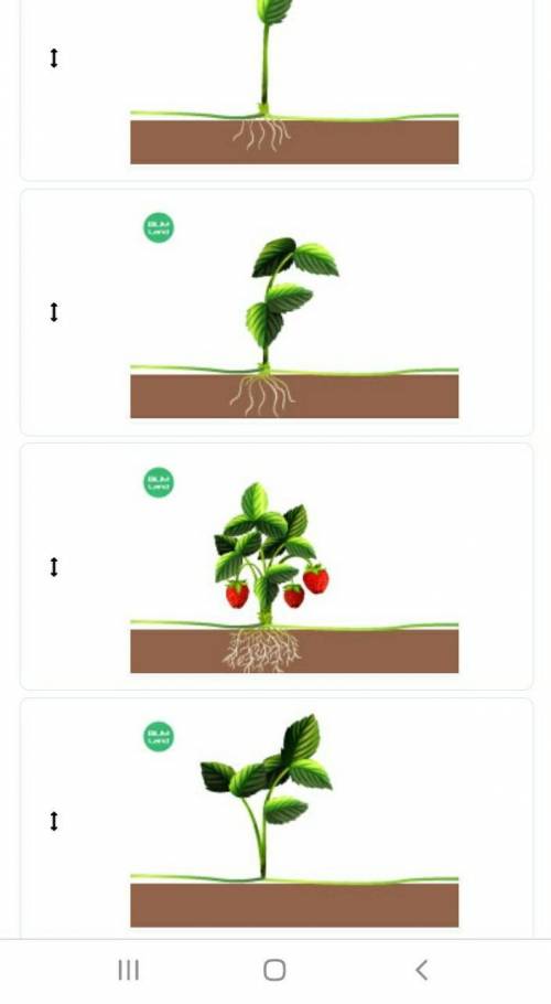 Используя картинки, определи правильную последовательность размножения клубникисадовой с усов.​