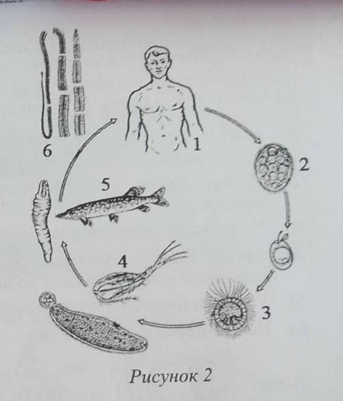 Рассмотрите рисунок 2 на котором представлен цикл развития широкого лентеца и ответьте на вопросы Ка