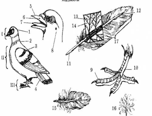 Биология 7 класс Заполните пропуски, подпишите части тела птицы.Тело птицы обтекаемой формы и покрыт