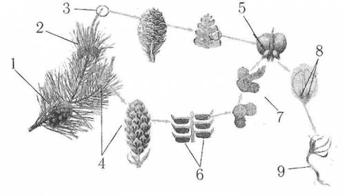 Установить соответствие между стадиями жизненного цикла сосны и цифрами на рисунке : А) ♂шишка; Б) ♀