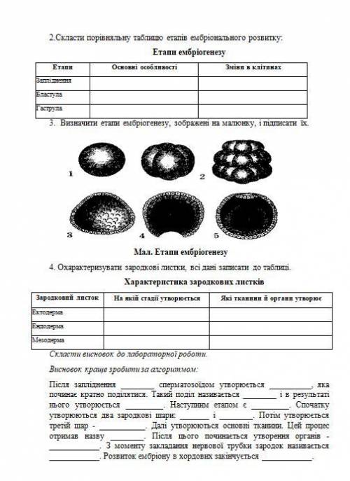 Лабораторна робота №4 Вивчення етапів ембріогенезу