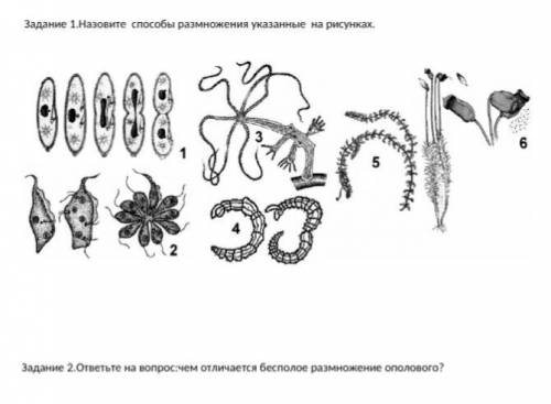 Назовите размножения указанные на рисунках.