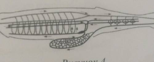 10 10.1. Если у животного имеется кровеноснаясистема, изображённая на рисунке 4, то дляЭТОГО животно