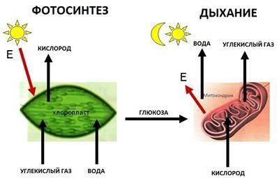 Заполните схему изменения веществ, происходящих в ходе процесса дыхания: ДЫХАНИЕ   исходные вещест