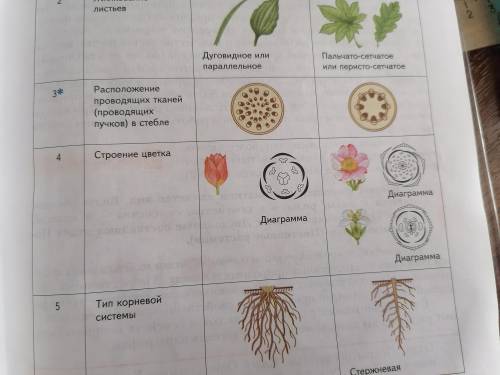 Диаграмма растения клубника (вид клубника садовая) , прикрепите фотографию, вот оставлю пример