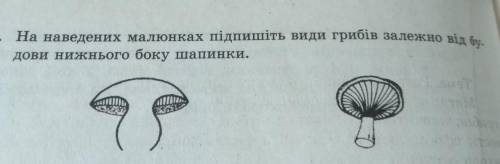 5. На наведених малюнках підпишіть види грибів залежно від будови нижнього боку шапинки.​