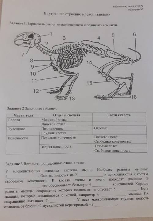 , биология, млекопитающие​