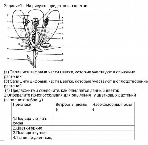 Запишите цифрами части цветка, которые участвуют в опылении растений (b) Запишите цифрами части цвет