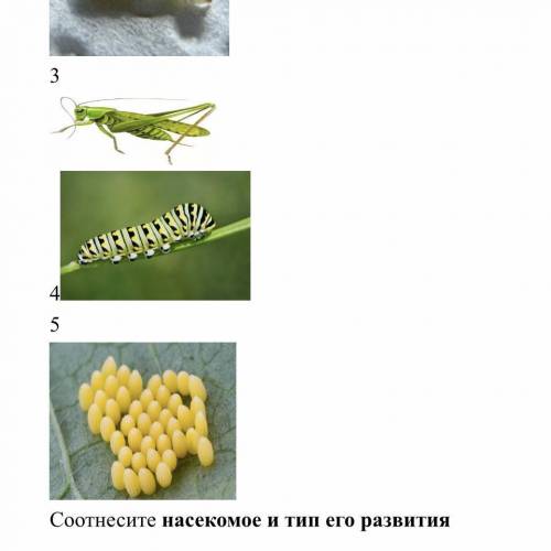 Задание В В 1. Соотнеси животных и тип их развития. В ответе укажите соответствующие цифры 1)  2)  3