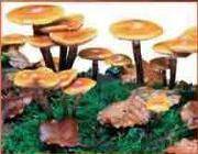 Отметь рисунки, на которых представлены съедобные грибы.  1.  2. 3.