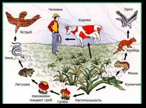 Используя данные на рисунке, составьте экологическую пирамиду.