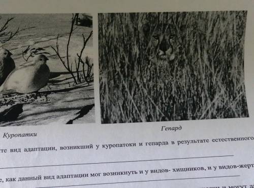 надо На рисунке изображены куропатки и гепард А) определите вид адаптации, возникший у куропатки и г