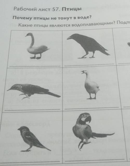 Рабочий лист 57. Птицы Почему птицы не тонут в воде?Какие птицы являются водоплавающими? Подпиши рис