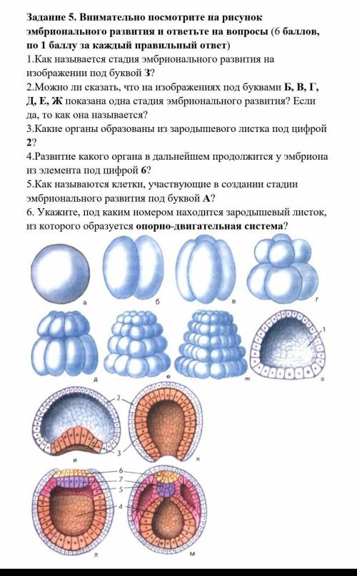 Задание 5. Внимательно посмотрите на рисунок эмбрионального развития и ответьте на вопросы 1.Как наз