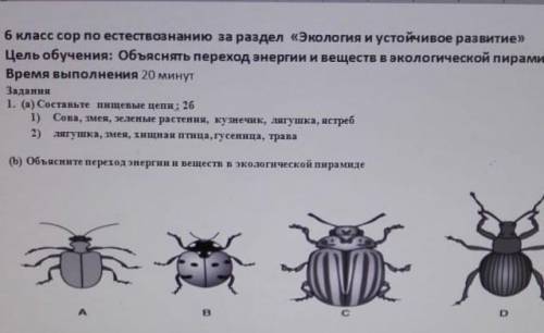 Составьте пищевые цепи; 2б 1) Сова, змея, зеленые растения, кузнечик, лягушка, ястреб 2) лягушка, зм