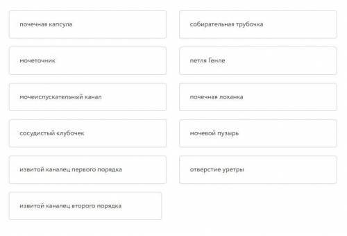 Установите правильную последовательность прохождения жидкости по выделительной системе человека, нач