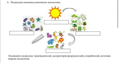 На рисунке показаны компоненты экосистемы. Подпишите на рисунке: производителей, деструкторов (разру