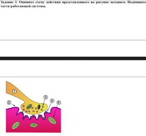 Опишите схему действия представленного на рисунке механиза. Подпишите части работающей системы.