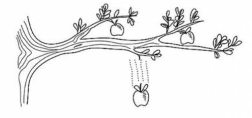 Как показано на рисунке, яблоко падает с яблони.Как меняются типы механической энергии? a)потенциаль