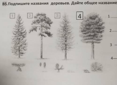 5.Подпишите названия деревьев. Дайте общее название группе растений.