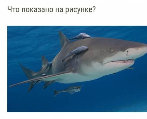 1)ЧТО ПОКАЗАНО НА РИСУНКЕ? Места обитания животного в миреСтроение системы органовПотребление пищи ж