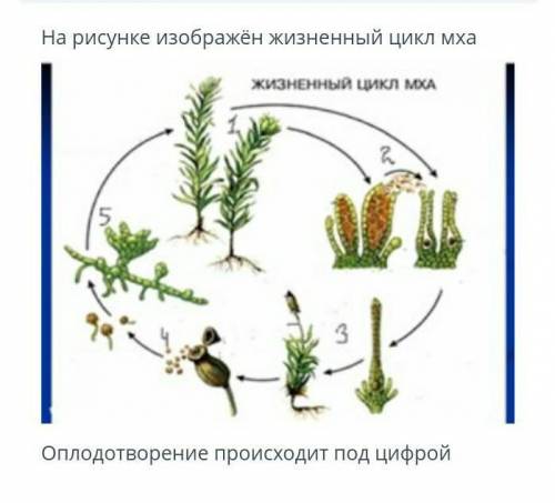 На рисунке изображён жизненный цикл мхаоплодотворение происходит под цифрой​