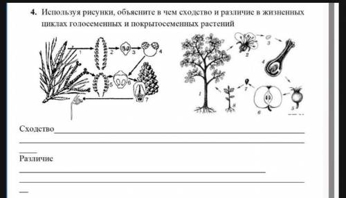 4. Используя рисунки, объясните в чем сходство и различие в жизненных циклах голосеменных и покрытос