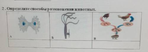 2. Определите размножения животных.БB В​