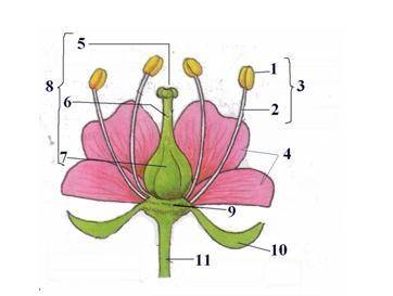 А) Подпиши части цветка  Б) Какие органы цветка участвуют в процессе размножения и почему?