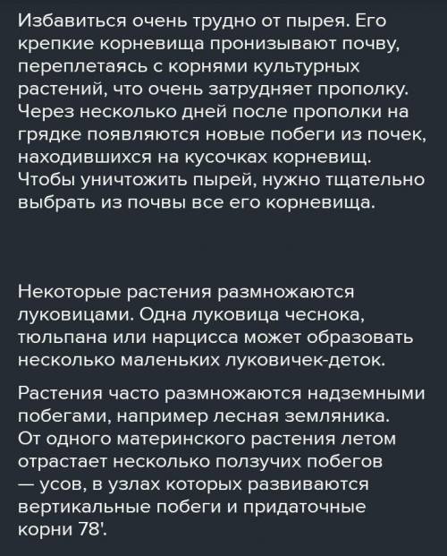 Опишите процесс размножения подземными стеблями.