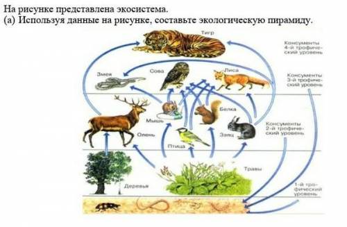 1.     На рисунке представлена экосистема. (a)   Используя данные на рисунке, составьте экологическу